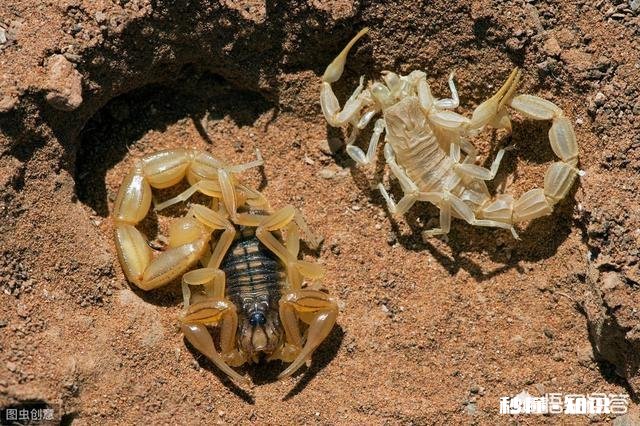 农村的什么地方蝎子多