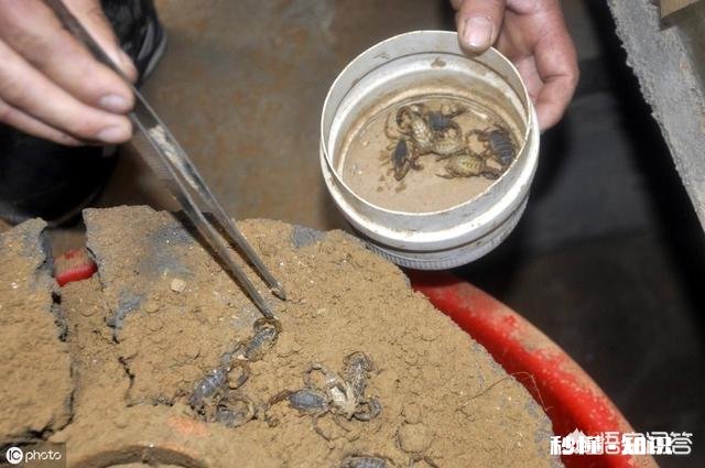 农村的什么地方蝎子多