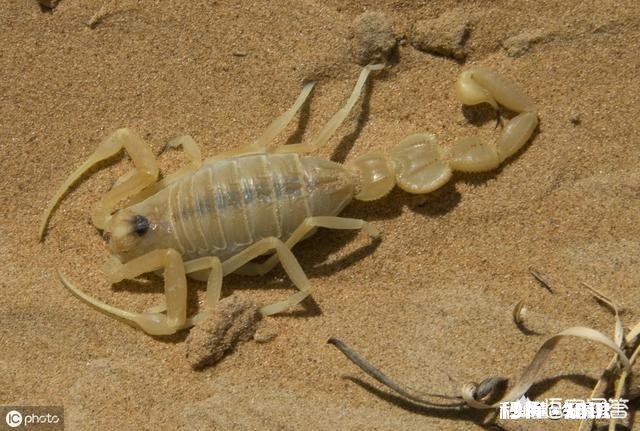 农村的什么地方蝎子多