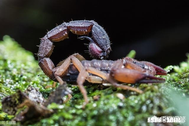 农村的什么地方蝎子多