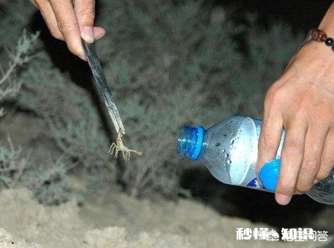 农村的什么地方蝎子多