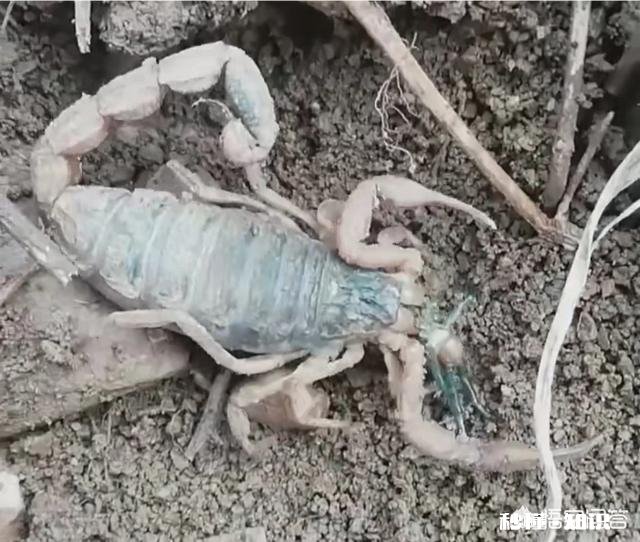 农村的什么地方蝎子多