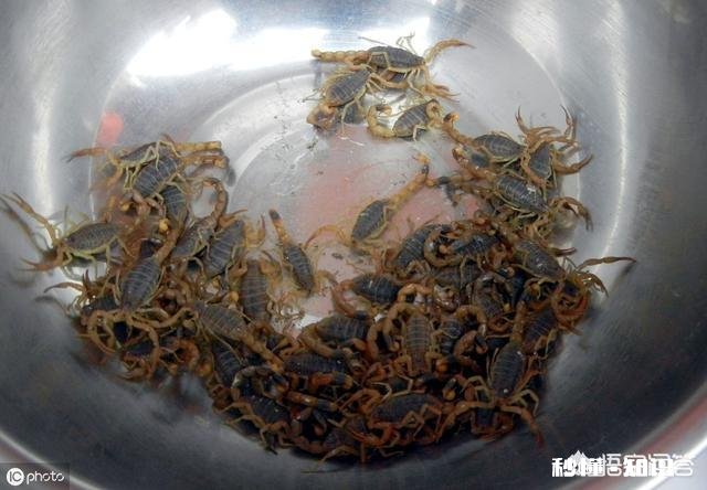 农村的什么地方蝎子多