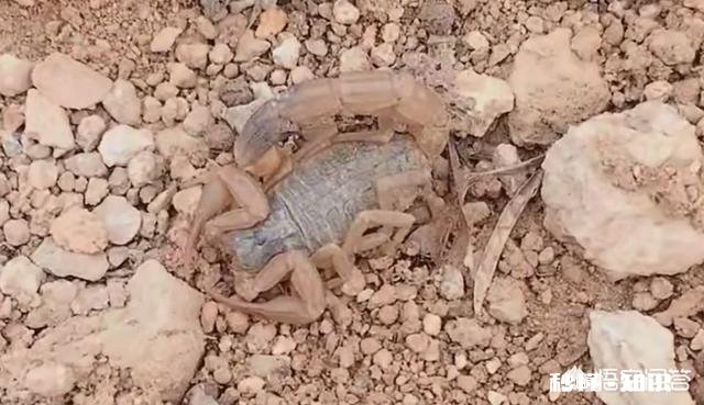 农村的什么地方蝎子多