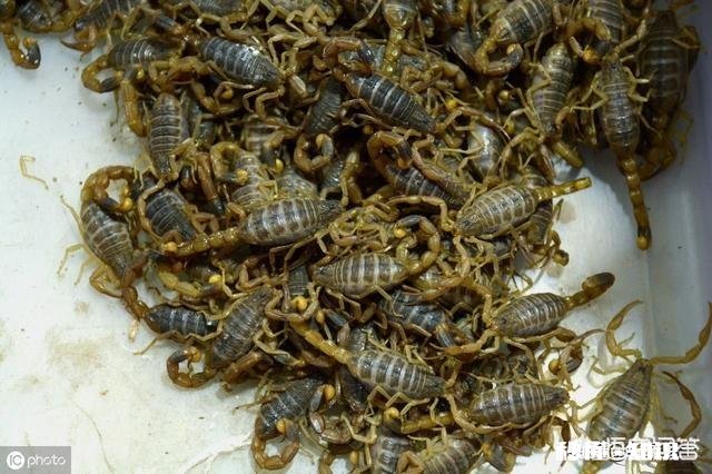 农村的什么地方蝎子多