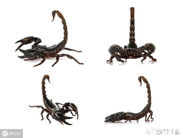 农村的什么地方蝎子多