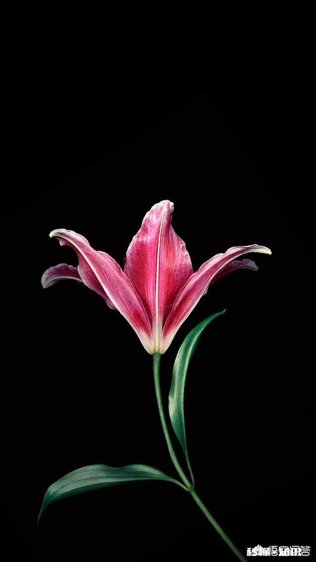 黑色手机用什么壁纸好看