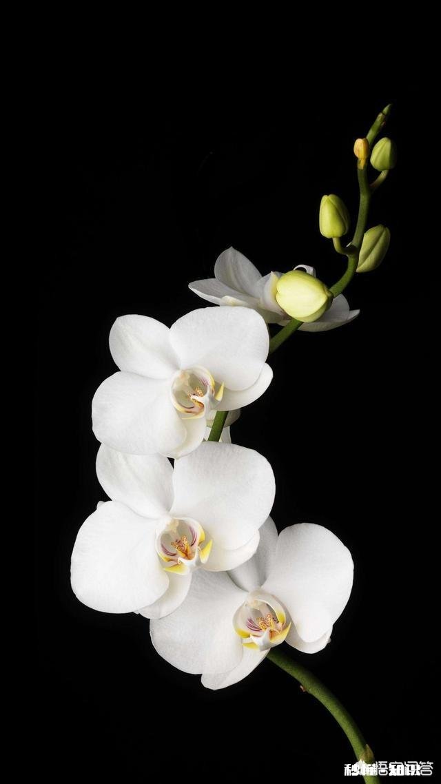 黑色手机用什么壁纸好看