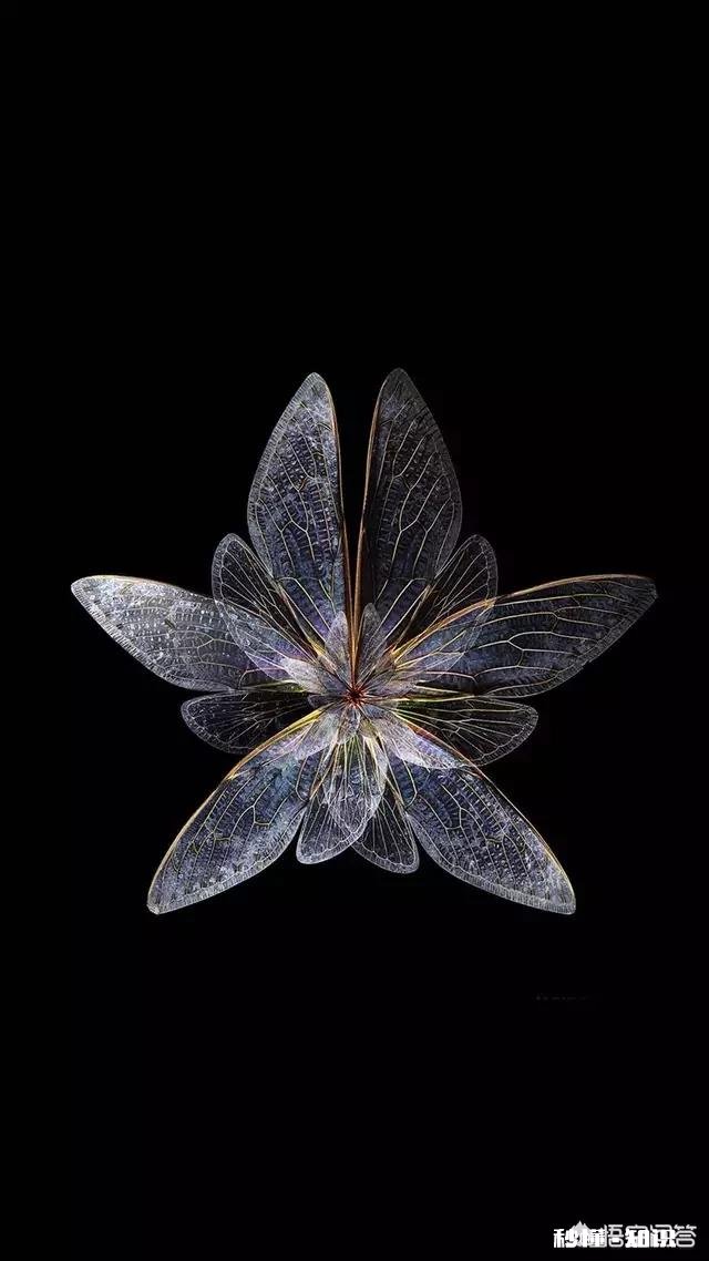 黑色手机用什么壁纸好看