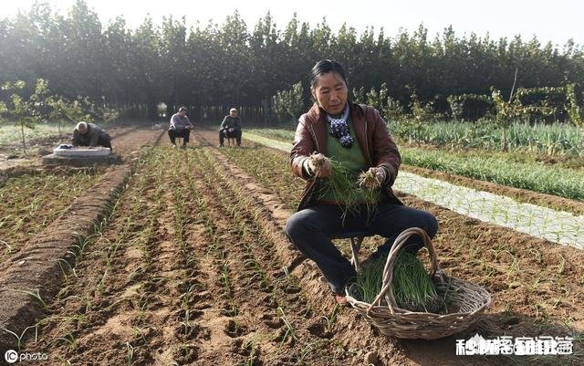 户口迁出，原承包地还属于自己吗还能享受农村宅基地、耕地吗