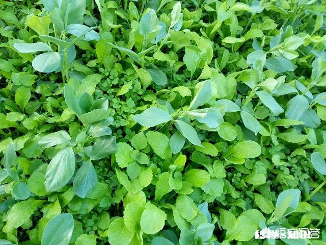 蚕豆长势过旺，有什么方法可以控旺