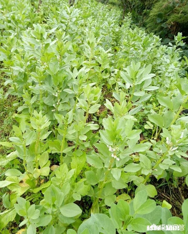 蚕豆长势过旺，有什么方法可以控旺