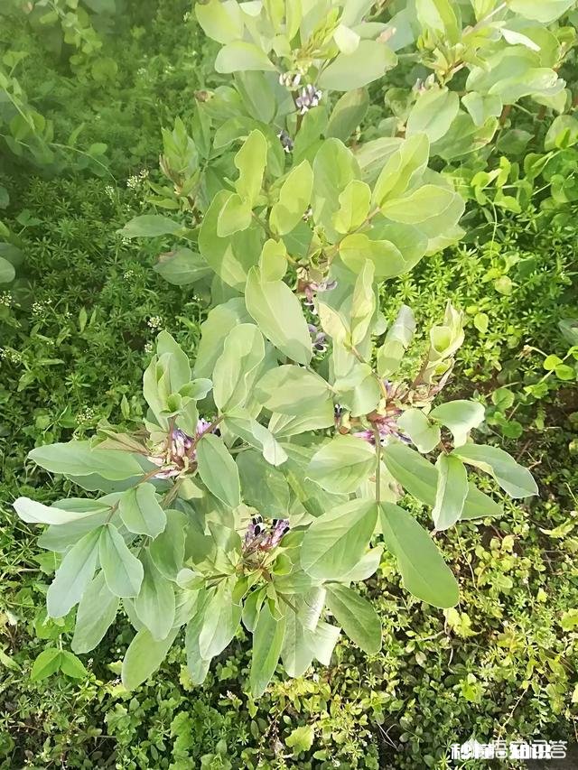 蚕豆长势过旺，有什么方法可以控旺