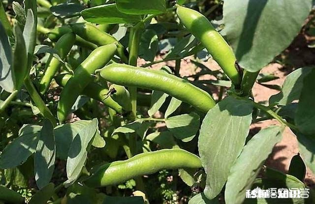 蚕豆长势过旺，有什么方法可以控旺