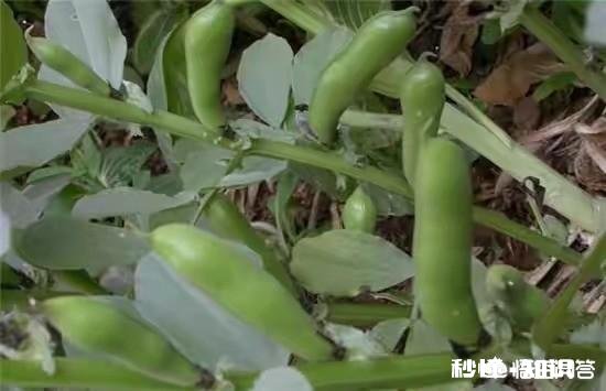 蚕豆长势过旺，有什么方法可以控旺