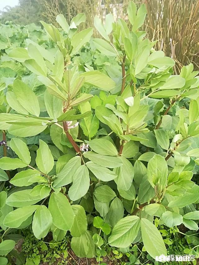 蚕豆长势过旺，有什么方法可以控旺