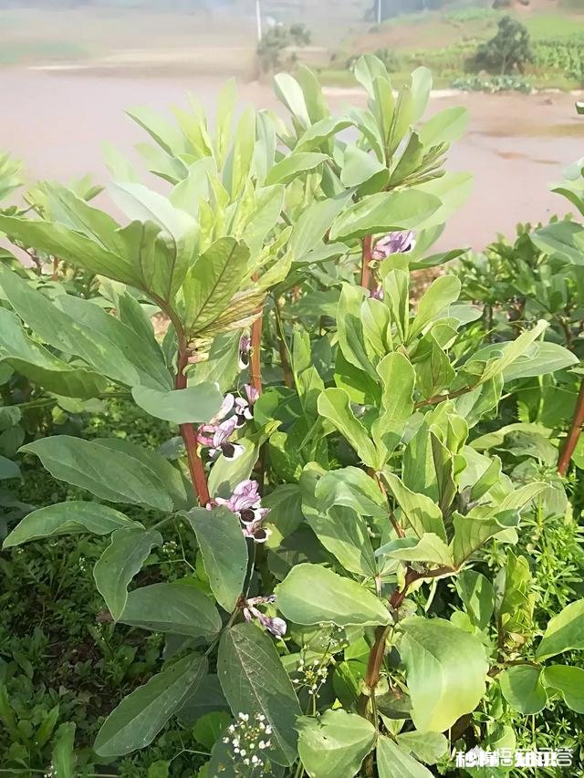 蚕豆长势过旺，有什么方法可以控旺