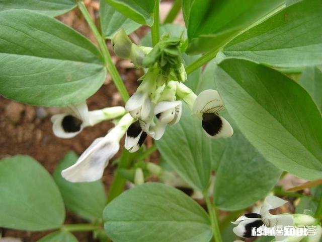 蚕豆长势过旺，有什么方法可以控旺