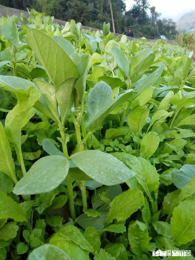 蚕豆长势过旺，有什么方法可以控旺