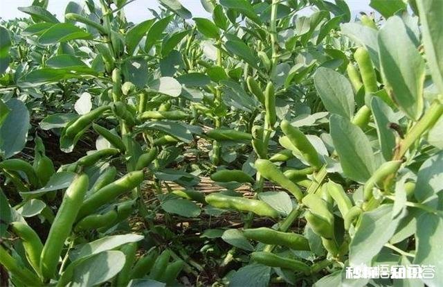 蚕豆长势过旺，有什么方法可以控旺