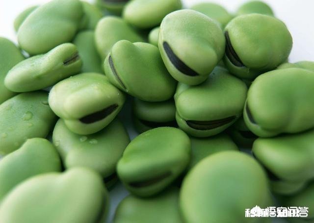 蚕豆长势过旺，有什么方法可以控旺