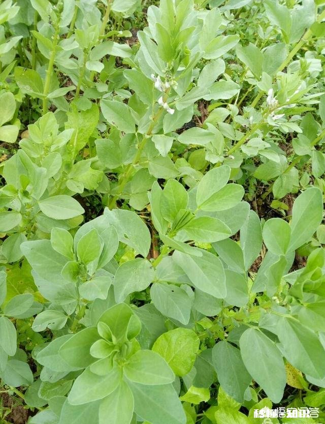 蚕豆长势过旺，有什么方法可以控旺