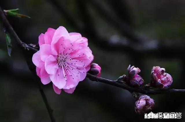 “春天是播种的季节，春天是孕育梦想的时刻”，献给正工作创业的人们。你觉得合适吗