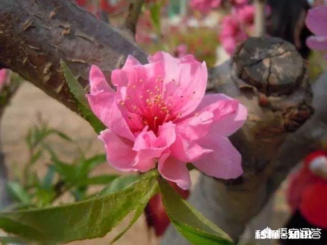 “春天是播种的季节，春天是孕育梦想的时刻”，献给正工作创业的人们。你觉得合适吗