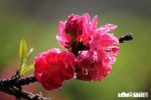 “春天是播种的季节，春天是孕育梦想的时刻”，献给正工作创业的人们。你觉得合适吗