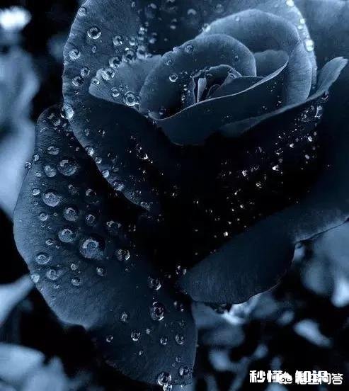 在移动营业厅买的手机能装联通卡吗