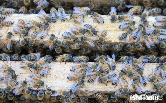 蜜蜂箱冬季要不要通风