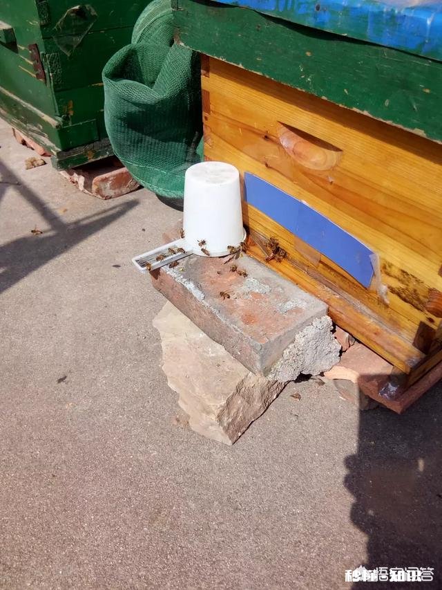 蜜蜂箱冬季要不要通风