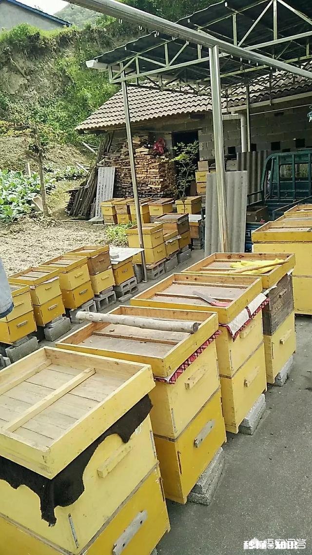 蜜蜂箱冬季要不要通风