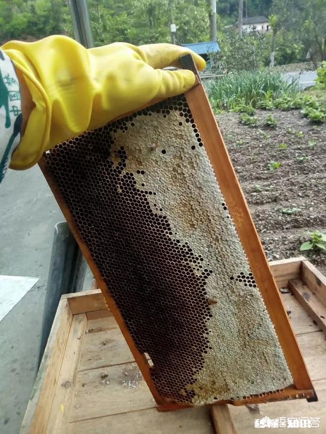 蜜蜂箱冬季要不要通风