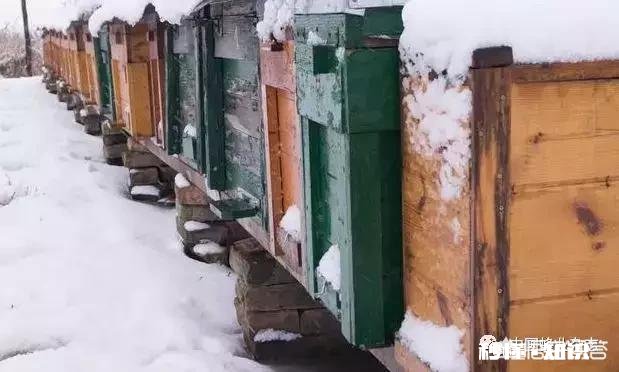 蜜蜂箱冬季要不要通风