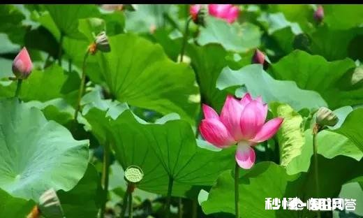 关于陶瓷的诗句有哪些，最好可以知道出处