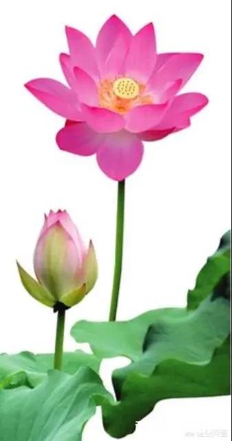 关于陶瓷的诗句有哪些，最好可以知道出处