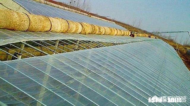 春季大棚温度如何控制怎样通风