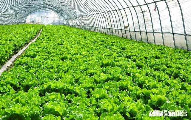 春季大棚温度如何控制怎样通风