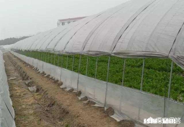 春季大棚温度如何控制怎样通风