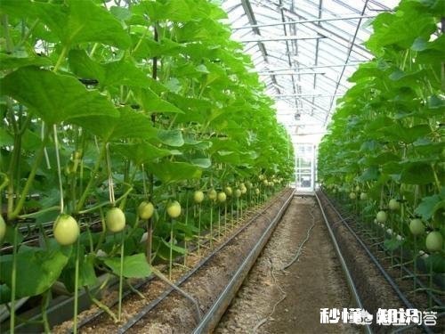 春季大棚温度如何控制怎样通风