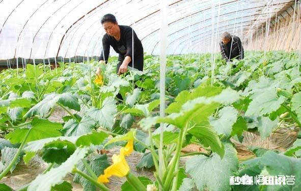 春季大棚温度如何控制怎样通风