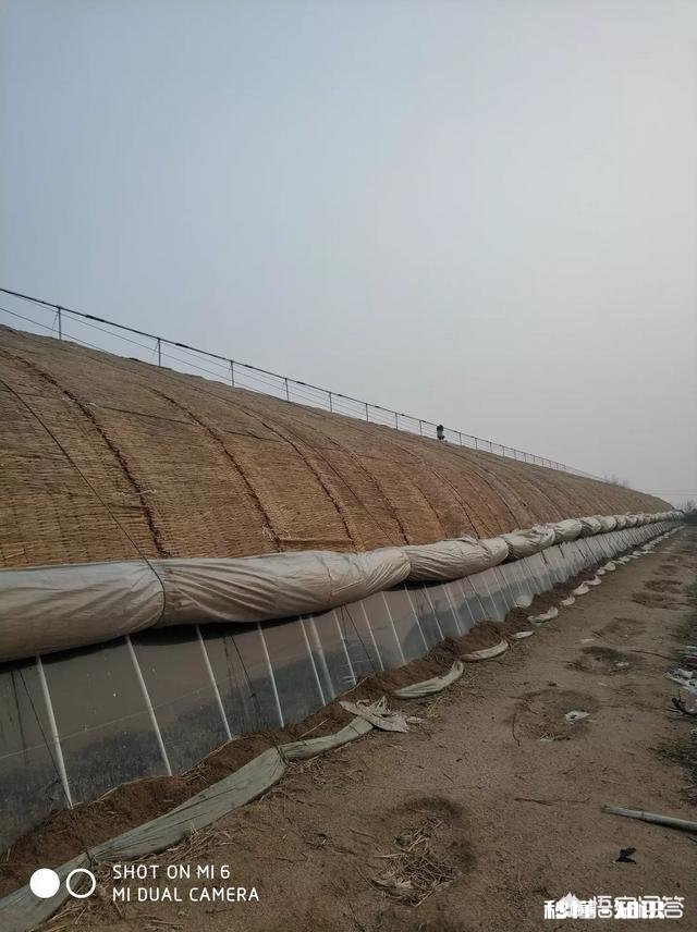 春季大棚温度如何控制怎样通风