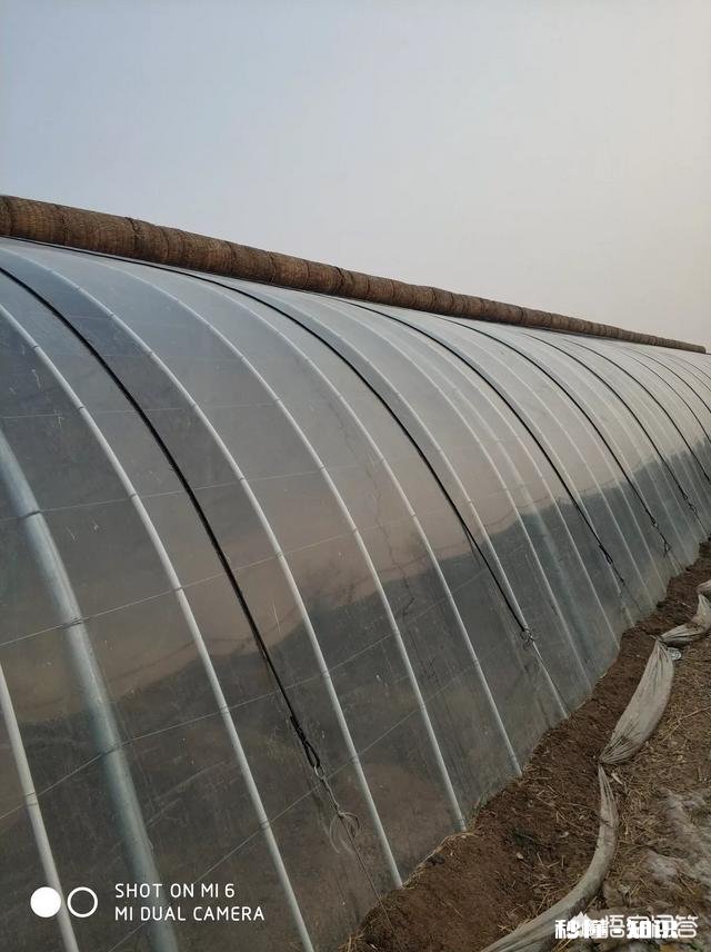 春季大棚温度如何控制怎样通风