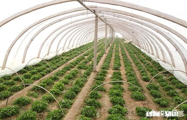 春季大棚温度如何控制怎样通风