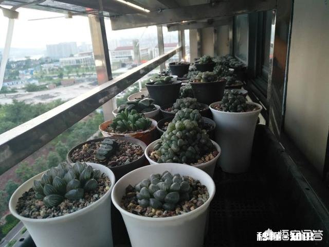盆栽的多肉玉露，夏季可以闷养吗