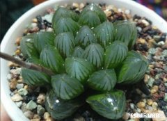 盆栽的多肉玉露，夏季可以闷养吗