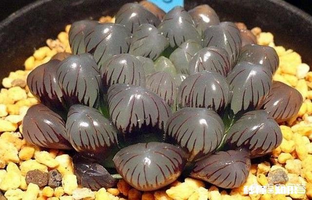 盆栽的多肉玉露，夏季可以闷养吗