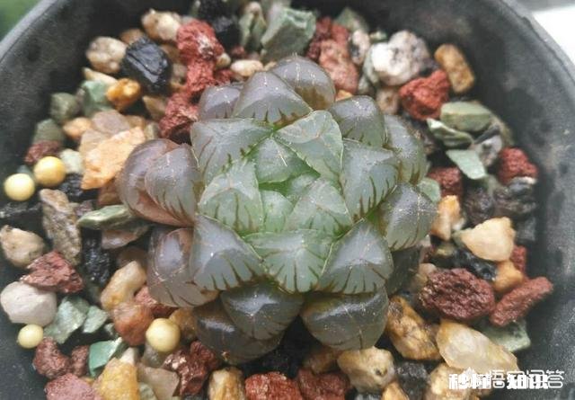 盆栽的多肉玉露，夏季可以闷养吗