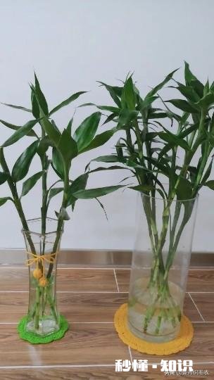 家庭主妇可以学什么手艺